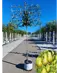 Spalierbirne 'Conference' | Pyrus communis 'Conference'