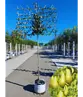Spalierbirne 'Conference' | Pyrus communis 'Conference'