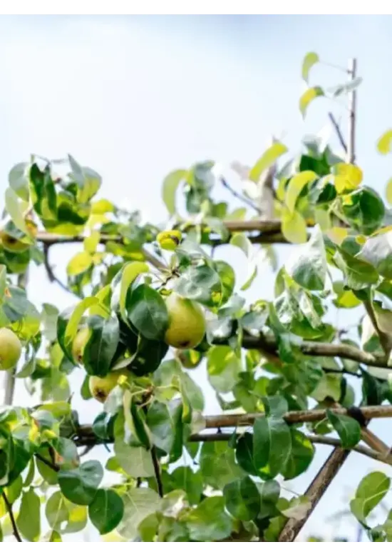 Spalierbirne 'Conference' | Pyrus communis 'Conference'
