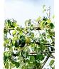Spalierbirne 'Conference' | Pyrus communis 'Conference'