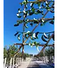 Spalierbirne 'Conference' | Pyrus communis 'Conference'