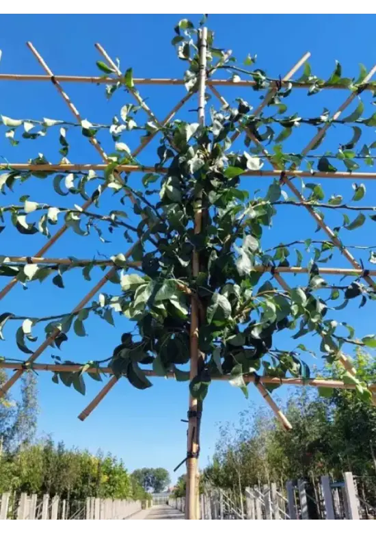 Spalierbirne 'Conference' | Pyrus communis 'Conference'