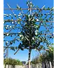 Spalierbirne 'Conference' | Pyrus communis 'Conference'