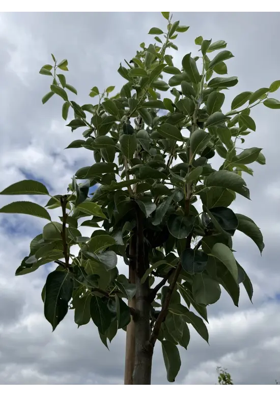 Birnenbaum 'Williams' | Pyrus communis ‘Williams’