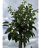 Birnenbaum 'Williams' | Pyrus communis ‘Williams’