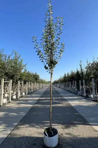 Birnenbaum 'Williams' | Pyrus communis ‘Williams’