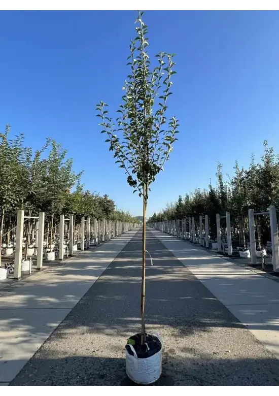 Birnenbaum 'Williams' | Pyrus communis ‘Williams’