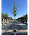 Birnenbaum 'Williams' | Pyrus communis ‘Williams’