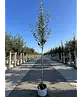 Birnenbaum 'Williams' | Pyrus communis ‘Williams’