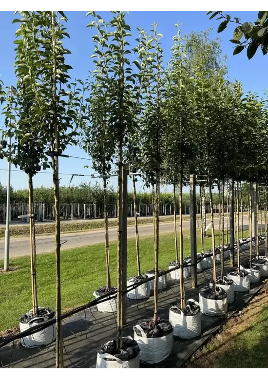 Birnenbaum 'Williams' | Pyrus communis ‘Williams’