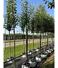 Birnenbaum 'Williams' | Pyrus communis ‘Williams’