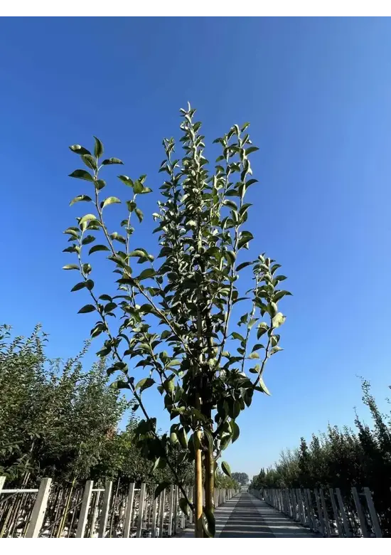 Birnenbaum 'Williams' | Pyrus communis ‘Williams’