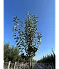 Birnenbaum 'Williams' | Pyrus communis ‘Williams’