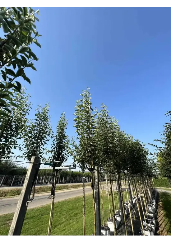 Birnenbaum 'Williams' | Pyrus communis ‘Williams’