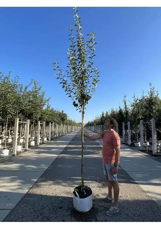 Birnenbaum 'Williams' | Pyrus communis ‘Williams’