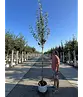 Birnenbaum 'Williams' | Pyrus communis ‘Williams’