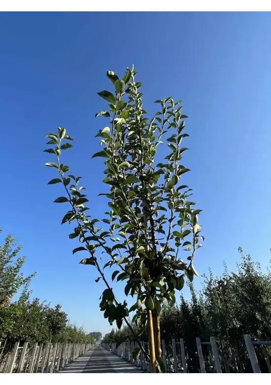Birnenbaum 'Williams' | Pyrus communis ‘Williams’