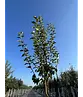 Birnenbaum 'Williams' | Pyrus communis ‘Williams’