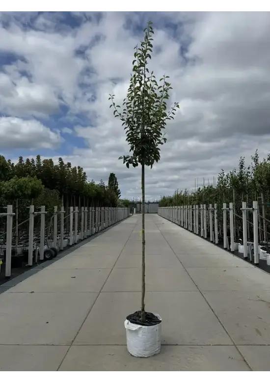 Birnenbaum 'Williams' | Pyrus communis ‘Williams’