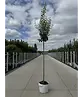 Birnenbaum 'Williams' | Pyrus communis ‘Williams’