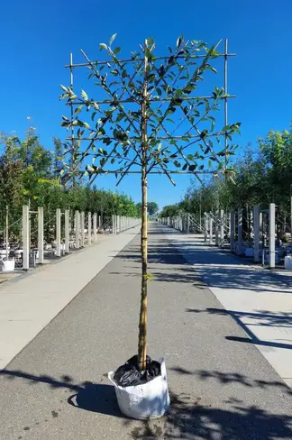 Apfel Spalierbaum 'Cox Orange Pippin' | Malus domestica 'Cox Orange Pippin'