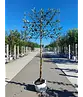 Apfel Spalierbaum 'Cox Orange Pippin' | Malus domestica 'Cox Orange Pippin'