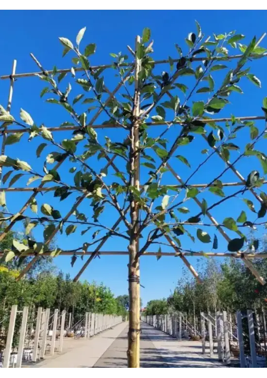 Apfel Spalierbaum 'Cox Orange Pippin' | Malus domestica 'Cox Orange Pippin'