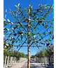 Apfel Spalierbaum 'Cox Orange Pippin' | Malus domestica 'Cox Orange Pippin'