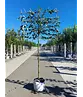 Apfel Spalierbaum 'James Grieve' | Malus domestica 'James Grieve'