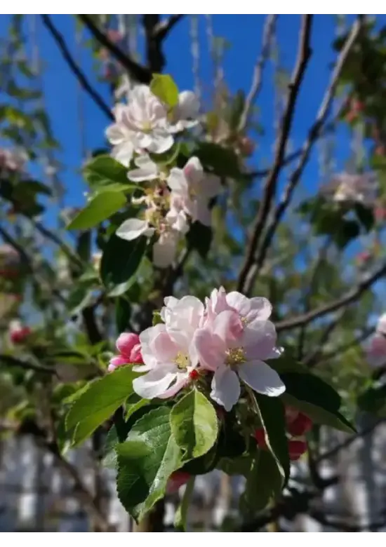 Apfel Spalierbaum 'James Grieve' | Malus domestica 'James Grieve'