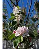 Apfel Spalierbaum 'James Grieve' | Malus domestica 'James Grieve'