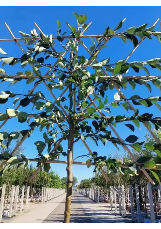 Apfel Spalierbaum 'James Grieve' | Malus domestica 'James Grieve'