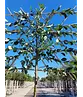 Apfel Spalierbaum 'James Grieve' | Malus domestica 'James Grieve'