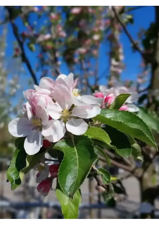Apfel Spalierbaum 'James Grieve' | Malus domestica 'James Grieve'