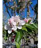 Apfel Spalierbaum 'James Grieve' | Malus domestica 'James Grieve'