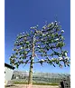 Apfel Spalierbaum 'Jonagold' | Malus domestica 'Jonagold'
