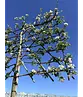Apfel Spalierbaum 'Jonagold' | Malus domestica 'Jonagold'