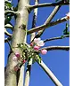 Apfel Spalierbaum 'Jonagold' | Malus domestica 'Jonagold'