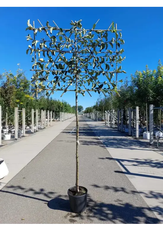 Apfel Spalierbaum 'Jonagold' | Malus domestica 'Jonagold'