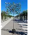 Apfel Spalierbaum 'Jonagold' | Malus domestica 'Jonagold'