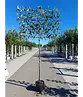 Apfel Spalierbaum 'Jonagold' | Malus domestica 'Jonagold'