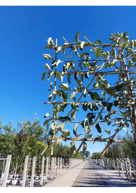 Apfel Spalierbaum 'Jonagold' | Malus domestica 'Jonagold'