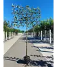 Apfel Spalierbaum 'Jonagold' | Malus domestica 'Jonagold'