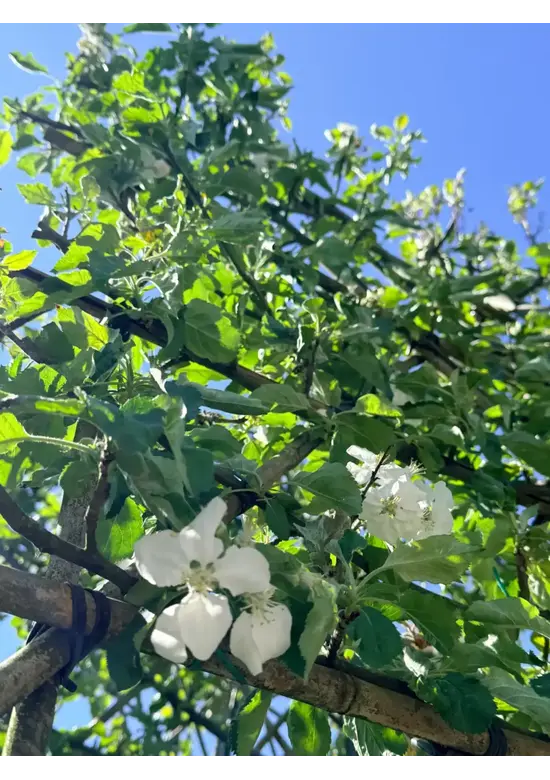 Apfel Spalierbaum 'Rode Boskoop' | Malus domestica 'Rode Boskoop'
