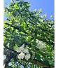 Apfel Spalierbaum 'Rode Boskoop' | Malus domestica 'Rode Boskoop'