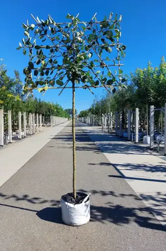 Apfel Spalierbaum 'Rode Boskoop' | Malus domestica 'Rode Boskoop'