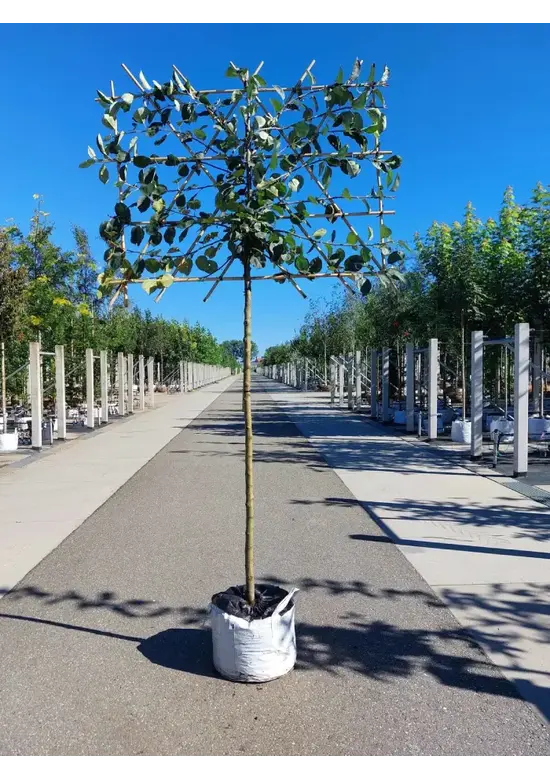 Apfel Spalierbaum 'Rode Boskoop' | Malus domestica 'Rode Boskoop'
