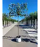 Apfel Spalierbaum 'Rode Boskoop' | Malus domestica 'Rode Boskoop'