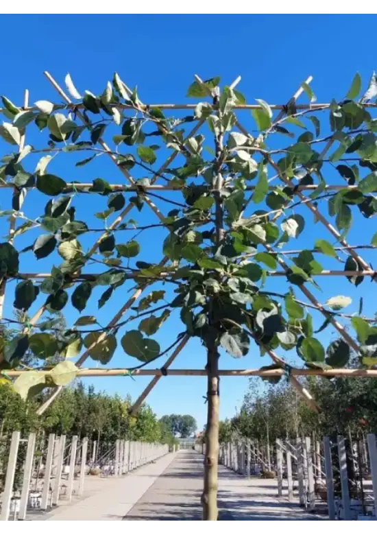 Apfel Spalierbaum 'Rode Boskoop' | Malus domestica 'Rode Boskoop'