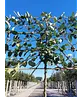 Apfel Spalierbaum 'Rode Boskoop' | Malus domestica 'Rode Boskoop'
